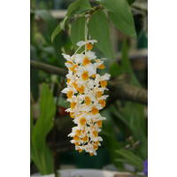 Dendrobium thyrsiflorum