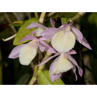 Dendrobium aphyllum