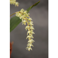 Dendrochilum filiforme