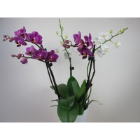 Doritaenopsis Confetti (5-6 Rispen)