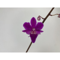 Doritaenopsis Purple Gem