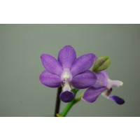 Doritaenopsis Purple Martin