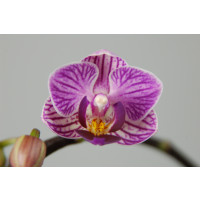 Doritaenopsis Sogo Vivien (2 Rispen)