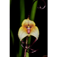 Dracula citrina (im Orchitop)