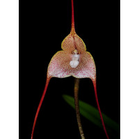 Dracula houtteana