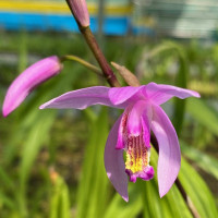 Bletilla striata 'Penway Dragon' (mit neuem Austrieb)