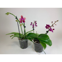 Duft-Phalaenopsis Sortiment (2 versch. Duft-Phal.)