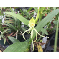 Encyclia cochleata 'alba'