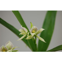 Encyclia fragrans