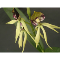 Encyclia Green Hornet