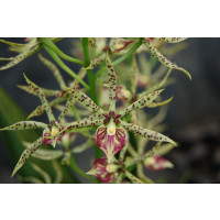 Encyclia cochleatum x prismatocarpum (1 Stiel)