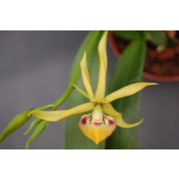 Encyclia vitellinum x cochleatum (1-2 Stiele)