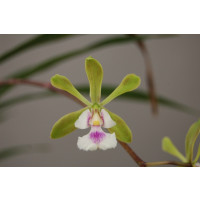 Epidendrum floribundum