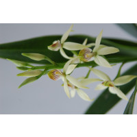 Epidendrum lancifolium