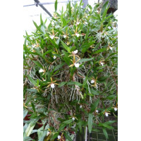 Epidendrum polybulbon