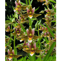 Epipactis 'Sabine' (frisch ausgetrieben)