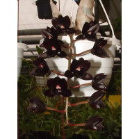 Fredclarkeara After Dark 'SVO Black Pearl' FCC/AOS