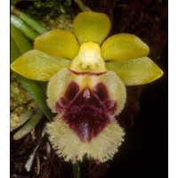 Haraella odorata (retrocalla)