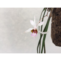 Holcoglossum wangii