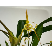 Maxillaria bradei