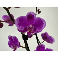 Phalaenopsis Little Purple 'Splash' (2 Rispen)