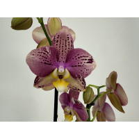 Phalaenopsis Flash (2 Rispen)
