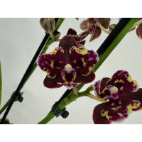 Phalaenopsis Banana Chocolate 'Peloric' (2 Rispen)