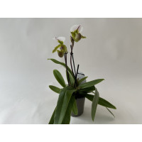 Paphiopedilum spicerianum (2 Blütenstiele)
