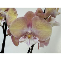 Phalaenopsis Tina 'Big Lip' (2 Rispen)