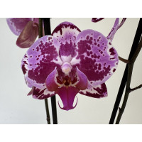 Phalaenopsis Magic Molly (2 Rispen)