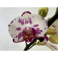 Phalaenopsis Aquarell (2 Rispen)
