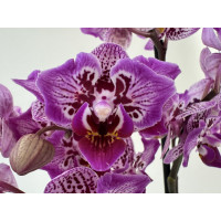Phalaenopsis Blueberry Ice Cream 'Peloric' (2 Rispen)