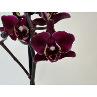 Phalaenopsis Black Angel (2 Rispen)