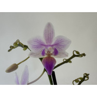 Phalaenopsis equestris 'Apari' Hybride (2 Rispen)