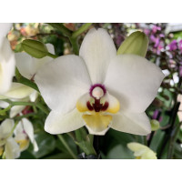 Phalaenopsis Coconut (2 Rispen)