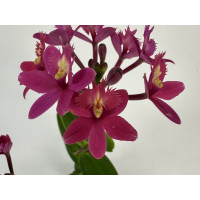 Epidendrum Ballerina 'Purple Dream' (1-2 Stiele)