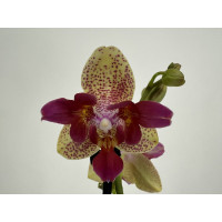Phalaenopsis Fancy Freckles 'Triple Lips' (2 Rispen)