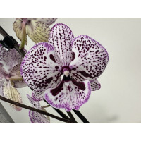 Phalaenopsis Purple Grace (2 Rispen)
