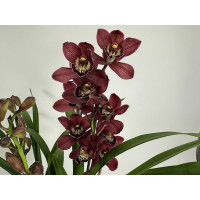 Cymbidium Red Beauty Roy