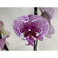 Phalaenopsis Leopard Prince 'Big Lip' (2 Rispen)