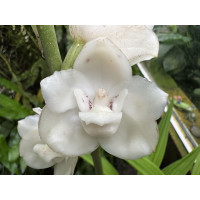 Peristeria elata