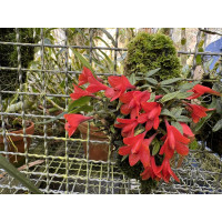 Dendrobium cuthbertsonii 'Red' (blühstark, frisch getopft)