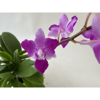 Doritaenopsis Purple Gem 'Peloric'