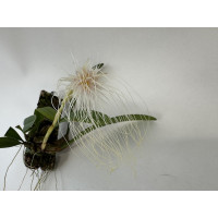 Bulbophyllum medusae (Importpflanze)