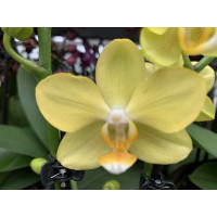 Phalaenopsis La Paz (2 Rispen)