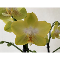 Phalaenopsis Arezzo (2 Rispen)