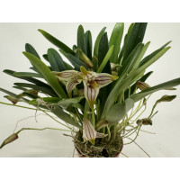 Masdevallia striatella (blühstark, nicht in Knospe / Blüte)