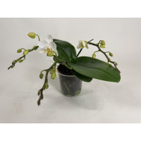 Phalaenopsis Nazare (2 Rispen)