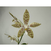 Phalaenopsis pallens