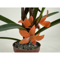 Ceratostylis rubra -retisquana- (blühstark, nicht in Knospe/Blüte)